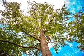 Best Fruit Tree Pruning  in Fairview, GA