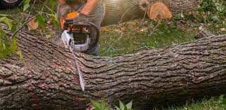 Best Tree Disease Treatment  in Fairview, GA