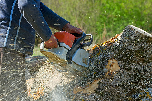 Best Tree Risk Assessment  in Fairview, GA